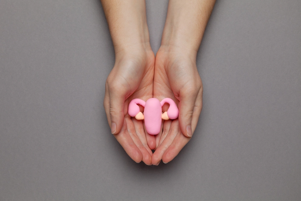 Hands holding a model of the female reproductive system, symbolizing TempSure Vitalia vaginal rejuvenation treatment.